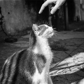 a black and white film photo of a hand reaching down to pet a cat, in near-perfect profile